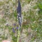 Carex nigra Blüte