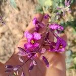 Moricandia moricandioides Flower