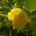 Abutilon pannosum 花