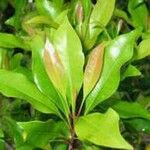 Syzygium aromaticum List