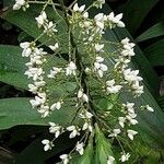 Xiphidium caeruleum Квітка