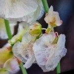 Rumex induratus ফুল