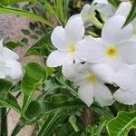 Plumeria pudica Blodyn