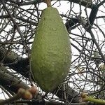 Ceiba speciosa Плід