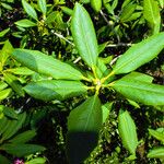 Rhododendron ponticum Leaf