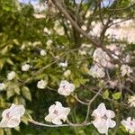 Cornus nuttallii 花