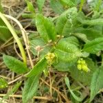 Gynura procumbens Květ