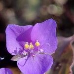 Tinantia pringlei Flower