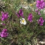 Polygala nicaeensis Flower