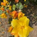 Fremontodendron mexicanum Floare