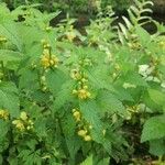 Lamium galeobdolonFlower