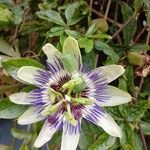 Passiflora caerulea Цвят