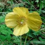 Papaver cambricum Blomma