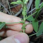 Crotalaria goreensis Blad