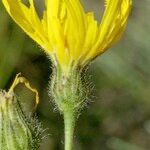 Hieracium onosmoides Bloem