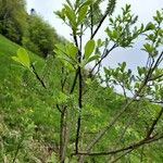 Salix hastata Лист