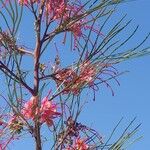 Grevillea johnsoniiÕis