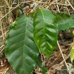 Coffea arabica برگ