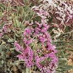 Limonium axillare Kvet