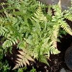 Dryopteris erythrosoraBlatt