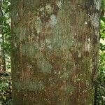 Virola michelii Corteza