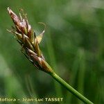 Carex macrostylos Floro