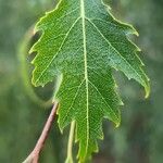 Betula pendulaLeaf