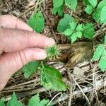 Geum canadense Ffrwyth