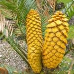 Encephalartos aplanatus