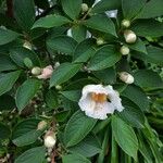 Stewartia pseudocamellia Flor