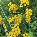Tanacetum audibertii 葉