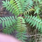 Rhus glabra ഇല