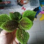 Pilea mollis Frunză