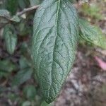 Shepherdia canadensis Levél