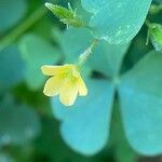 Oxalis stricta Flower