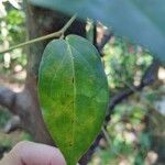 Piper borbonense Leaf