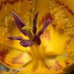 Calochortus clavatus Flor