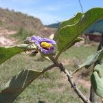 Solanum lycocarpum Flors