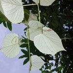 Vitis tiliifolia その他の提案