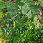 Coronilla coronata Folha