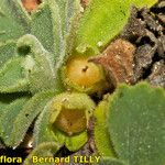 Primula allionii Συνήθη χαρακτηριστικά