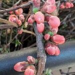 Chaenomeles japonica Çiçek