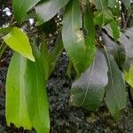 Nectandra grandiflora Blatt