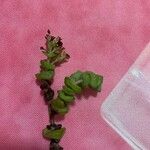 Crassula rupestris Leaf