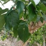 Pterocarpus rotundifolius Leaf