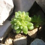 Sedum litoreum Hábitos