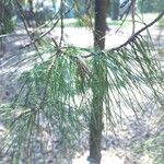 Pinus radiata ᱥᱟᱠᱟᱢ