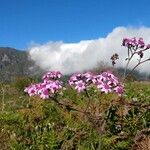 Pericallis papyracea Floro