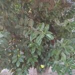 Ficus elastica Хабит