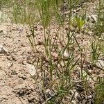 Elymus caninus Habit